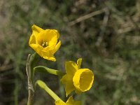 Narcissus gaditanus 9, Saxifraga-Willem van Kruijsbergen