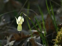 Narcissus pallidulus 2, Saxifraga-Dirk Hilbers