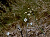 Narcissus panizzianus