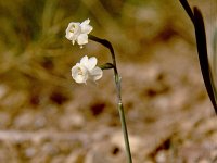 Narcissus panizzianus 17, Saxifraga-Rutger Barendse