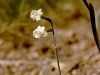 Narcissus panizzianus 2, Saxifraga-Rutger Barendse