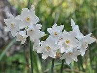 Narcissus pannizianus 12, Saxifraga-Harry Jans