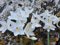 Narcissus pannizianus 13, Saxifraga-Harry Jans