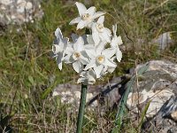 Narcissus pannizianus 14, Saxifraga-Harry Jans