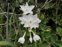 Narcissus pannizianus 2, Saxifraga-Harry Jans