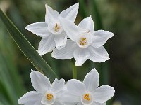 Narcissus pannizianus 7, Saxifraga-Harry Jans