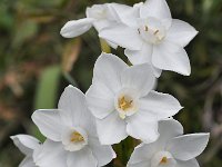 Narcissus pannizianus 8, Saxifraga-Harry Jans