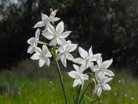 Narcissus papyraceus 10, Saxifraga-Ed Stikvoort