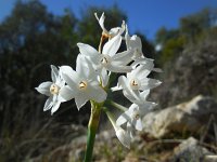 Narcissus papyraceus 13, Saxifraga-Ed Stikvoort