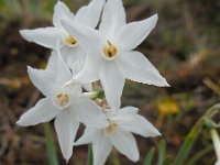 Narcissus papyraceus 15, Saxifraga-Ed Stikvoort