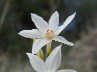 Narcissus papyraceus 16, Saxifraga-Ed Stikvoort