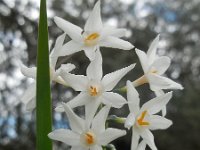 Narcissus papyraceus 19, Saxifraga-Ed Stikvoort