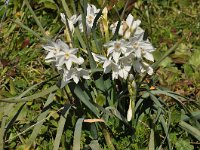 Narcissus papyraceus 20, Saxifraga-Harry Jans