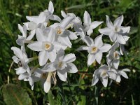 Narcissus papyraceus 24, Saxifraga-Harry Jans