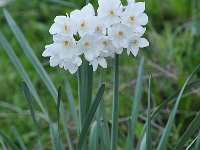 Narcissus papyraceus 26, Saxifraga-Harry Jans