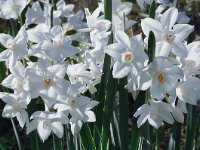 Narcissus papyraceus 28, Saxifraga-Harry Jans