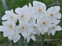 Narcissus papyraceus 31, Saxifraga-Harry Jans