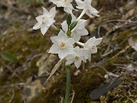 Narcissus papyraceus 4, Saxifraga-Willem van Kruijsbergen