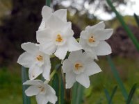 Narcissus papyraceus 7, Saxifraga-Ed Stikvoort