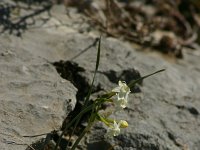 Narcissus papyraceus 8, Saxifraga-Dirk Hilbers
