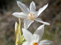 Narcissus papyraceus 9, Saxifraga-Ed Stikvoort