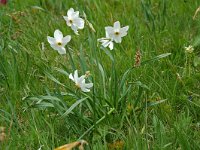 Narcissus poeticus 10, Witte narcis, Saxifraga-Willem van Kruijsbergen
