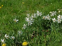 Narcissus poeticus 11, Witte narcis, Saxifraga-Willem van Kruijsbergen