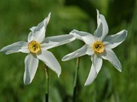Narcissus poeticus 12, Witte narcis, Saxifraga-Willem van Kruijsbergen