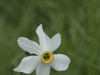 Narcissus poeticus 13, Witte narcis, Saxifraga-Willem van Kruijsbergen