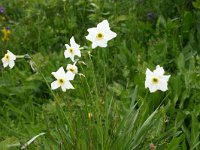 Narcissus poeticus 19, Witte narcis, Saxifraga-Dirk Hilbers
