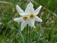 Narcissus poeticus 2, Witte narcis, Saxifraga-Willem van Kruijsbergen