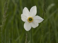 Narcissus poeticus 20, Witte narcis, Saxifraga-Jan van der Straaten