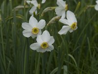 Narcissus poeticus 21, Witte narcis, Saxifraga-Willem van Kruijsbergen