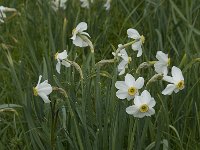 Narcissus poeticus 22, Witte narcis, Saxifraga-Willem van Kruijsbergen