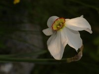 Narcissus poeticus 23, Witte narcis, Saxifraga-Kees Marijnissen