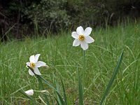 Narcissus poeticus 24, Witte narcis, Saxifraga-Jeroen Willemsen