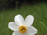 Narcissus poeticus 25, Witte narcis, Saxifraga-Jeroen Willemsen