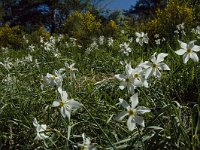 Narcissus poeticus 26, Witte narcis, Saxifraga-Jan van der Straaten