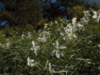 Narcissus poeticus 27, Witte narcis, Saxifraga-Jan van der Straaten