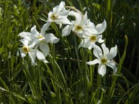 Narcissus poeticus 28, Witte narcis, Saxifraga-Jan van der Straaten