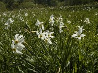 Narcissus poeticus 29, Witte narcis, Saxifraga-Jan van der Straaten