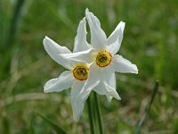 Narcissus poeticus 3, Witte narcis, Saxifraga-Willem van Kruijsbergen