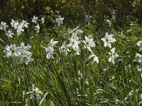 Narcissus poeticus 30, Witte narcis, Saxifraga-Jan van der Straaten