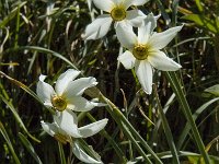 Narcissus poeticus 31, Witte narcis, Saxifraga-Jan van der Straaten