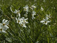 Narcissus poeticus 32, Witte narcis, Saxifraga-Jan van der Straaten