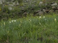 Narcissus poeticus 33, Witte narcis, Saxifraga-Willem van Kruijsbergen