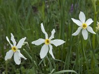 Narcissus poeticus 34, Witte narcis, Saxifraga-Willem van Kruijsbergen