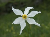 Narcissus poeticus 35, Witte narcis, Saxifraga-Willem van Kruijsbergen