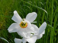 Narcissus poeticus 36, Witte narcis, Saxifraga-Rutger Barendse