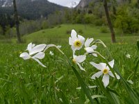 Narcissus poeticus 38, Witte narcis, Saxifraga-Rutger Barendse